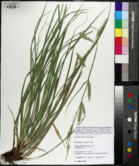 Carex cherokeensis image