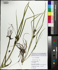 Carex aureolensis image