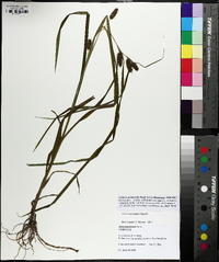 Carex aureolensis image