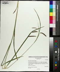 Carex fumosimontana image