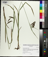 Carex fumosimontana image