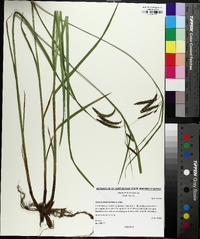 Carex fumosimontana image