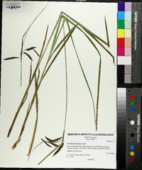 Carex fumosimontana image