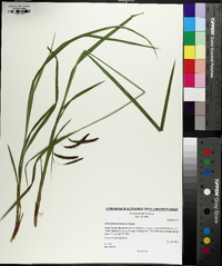 Carex fumosimontana image