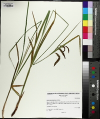 Carex fumosimontana image