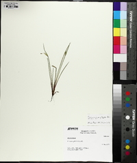 Sisyrinchium albidum image