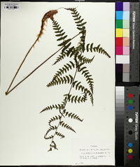 Dryopteris celsa image