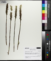 Spiranthes cernua image