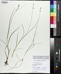 Carex socialis image