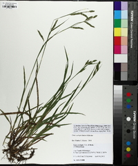 Carex oxylepis image