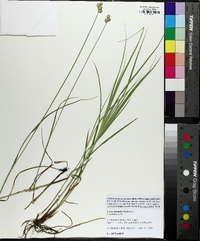 Carex normalis image