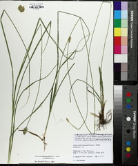 Carex muehlenbergii var. enervis image