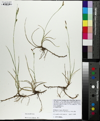 Carex meadii image