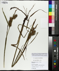 Carex lupuliformis image