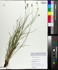 Carex leavenworthii image