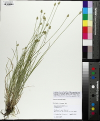 Carex leavenworthii image