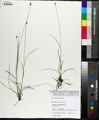 Carex leavenworthii image