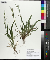 Carex flaccosperma image