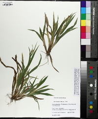 Carex flaccosperma image