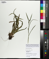 Carex flaccosperma image