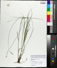 Carex festucacea image