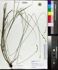 Carex festucacea image