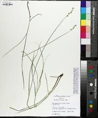 Carex festucacea image