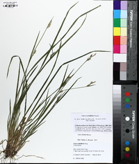 Carex crebriflora image