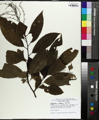 Oxydendrum arboreum image