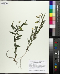 Crotalaria sagittalis image