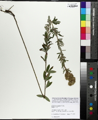 Lespedeza capitata image