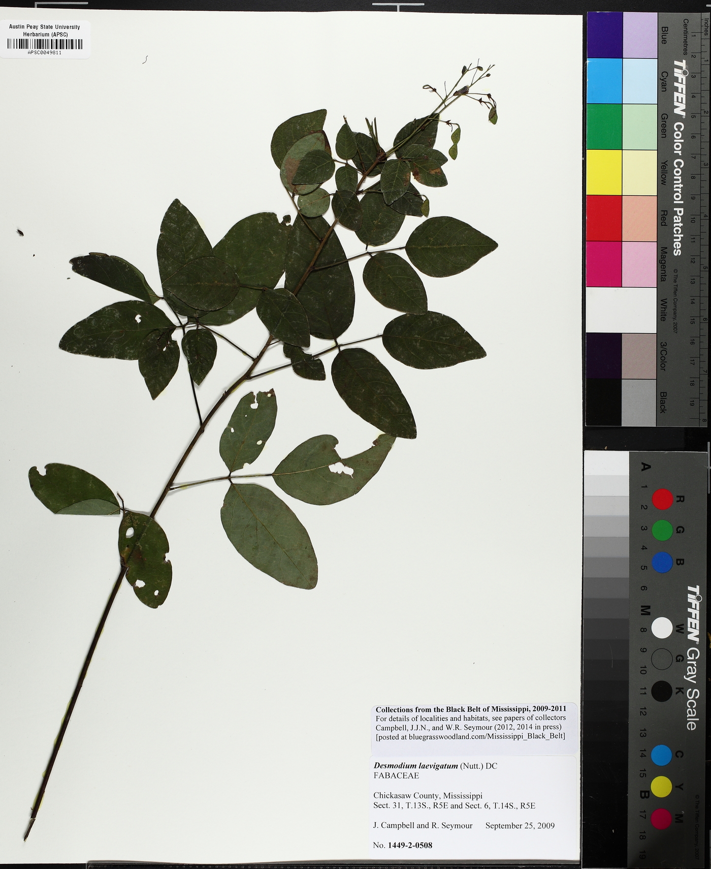 Desmodium laevigatum image