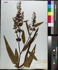 Rumex verticillatus image