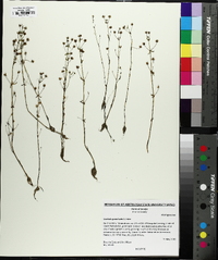 Gratiola graniticola image