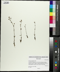 Gratiola graniticola image