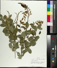 Sophora tomentosa image