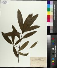 Quercus x ludoviciana image