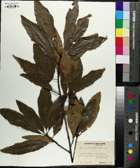 Quercus x ludoviciana image