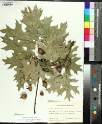 Quercus ellipsoidalis image