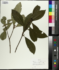 Osmanthus americanus image