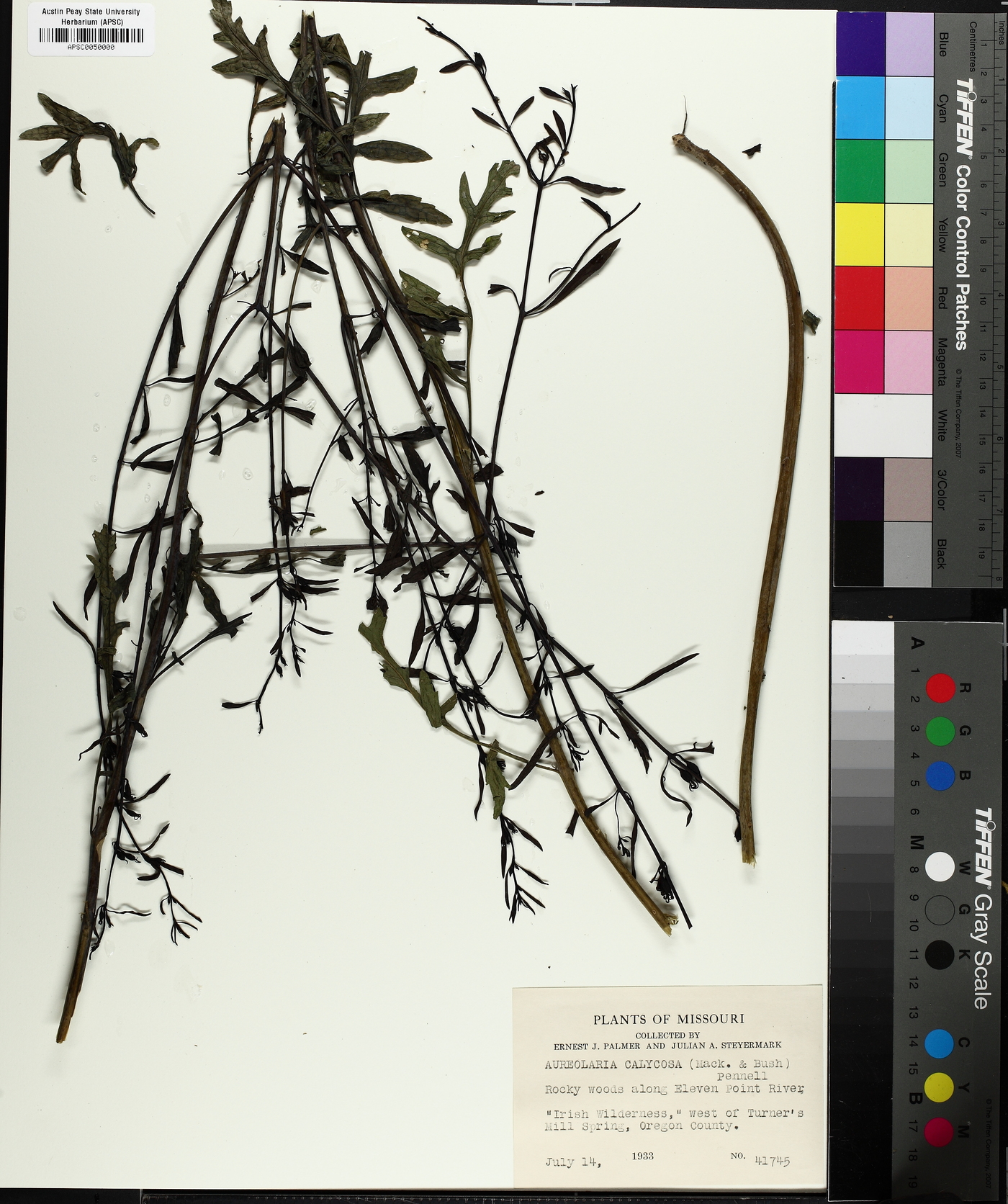Aureolaria calycosa image