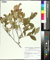 Vaccinium fuscatum image