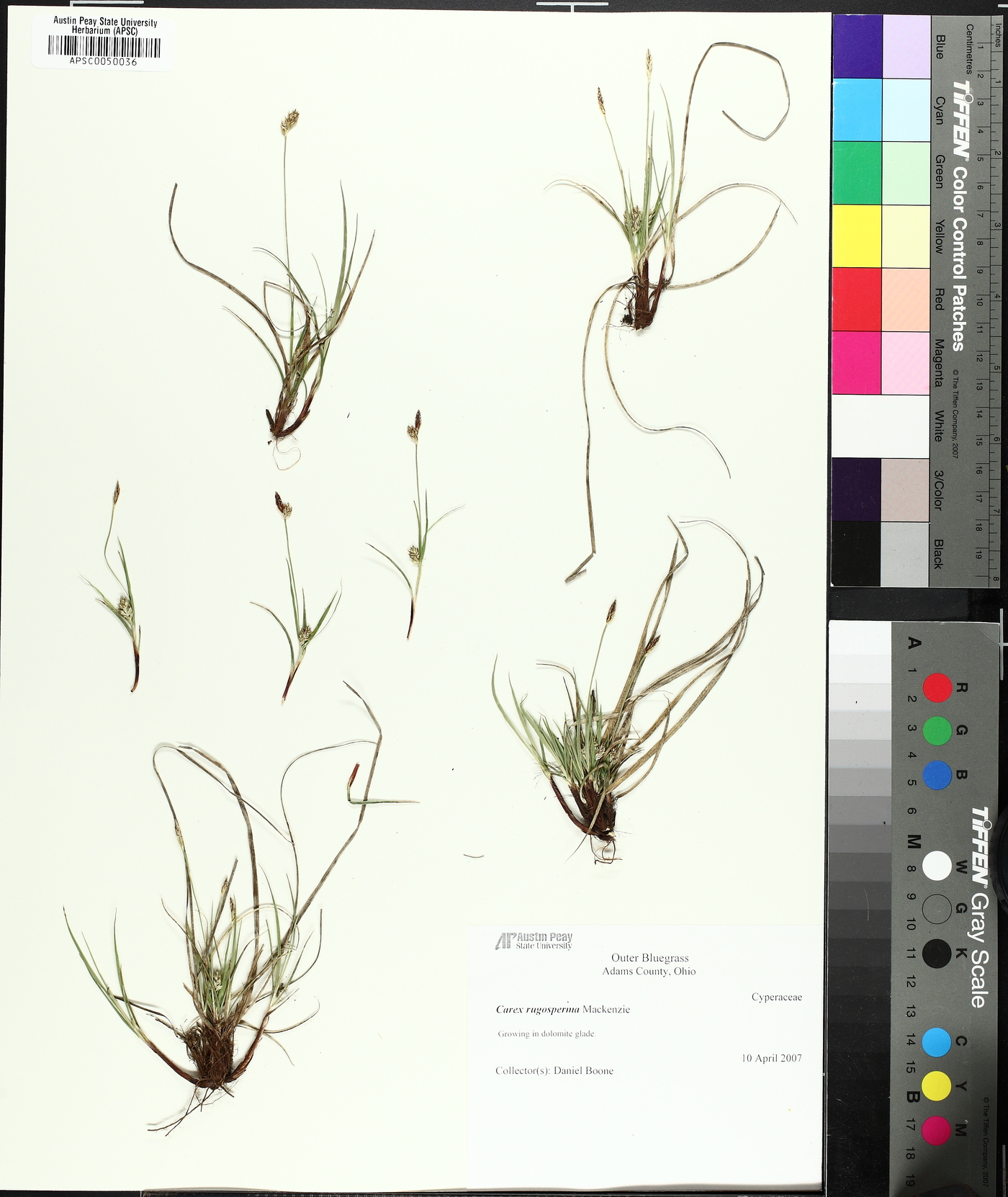 Carex rugosperma image