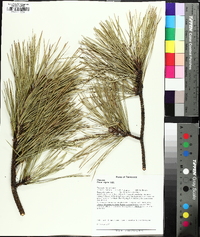 Pinus rigida image