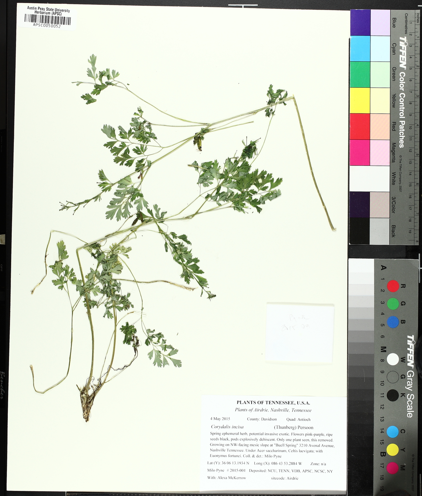 Corydalis incisa image