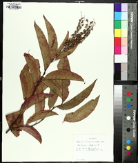 Oxydendrum arboreum image