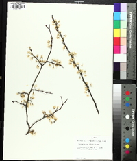 Prunus angustifolia image