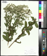 Eupatorium semiserratum image