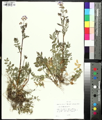 Polemonium reptans image