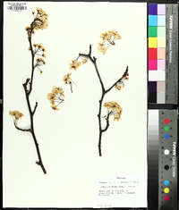 Pyrus calleryana image